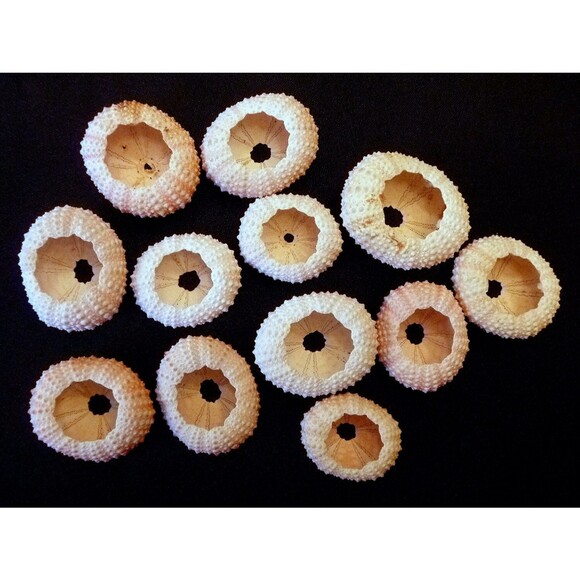 Three Pink ToySea Urchinfigures 0.75 - 2.25" beach wedding air plant holders - Picture 3 of 3